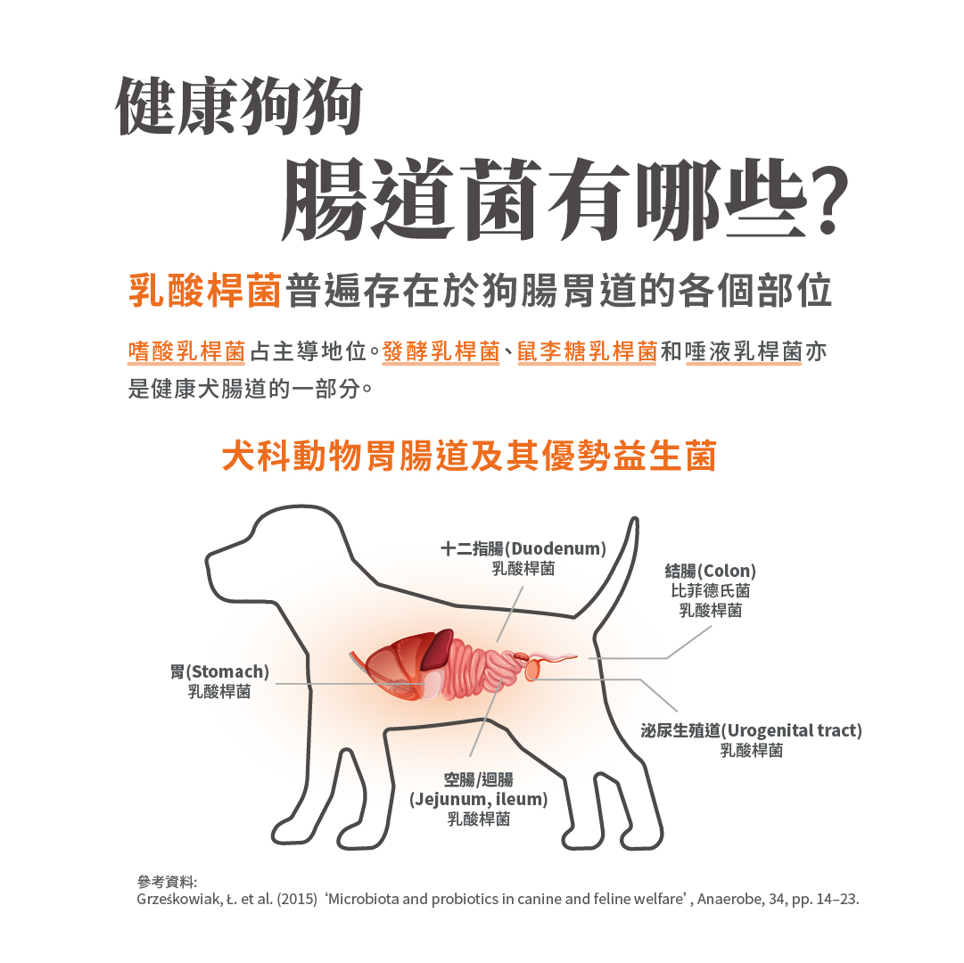 毛掌醫學 腸胃益生菌 腸胃敏感