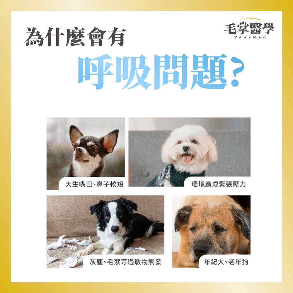 狗呼吸問題 保健品