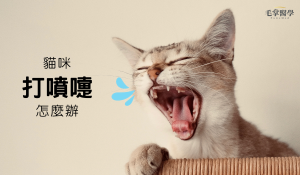 貓咪打噴嚏